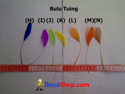 Bulu Tuing H N  large2